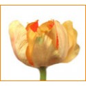 Tulipán žluto-oranžový 60 cm