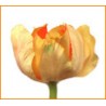 Tulipán velký  - červená