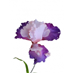 Iris fialový 90 cm