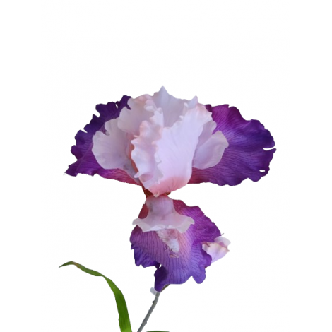 Iris  