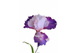 Iris fialový 90 cm