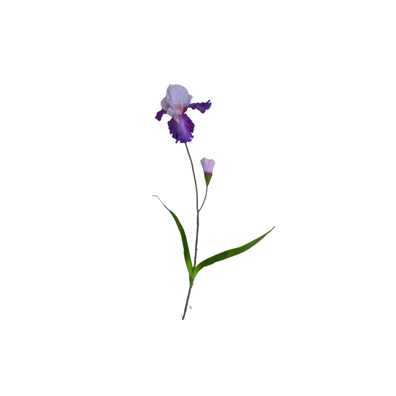 Iris  
