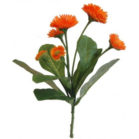 Bellis kytička  - oranžová