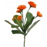 Bellis kytička  - oranžová