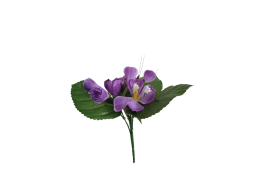 Krokus fialovo-bílý 25 cm