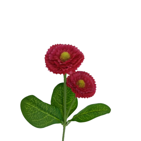 Bellis, 6 barev