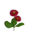 Bellis, 6 barev
