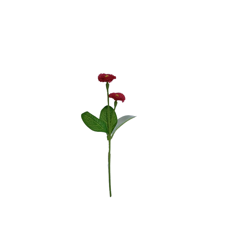 Bellis, 6 barev
