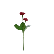 Bellis, 6 barev