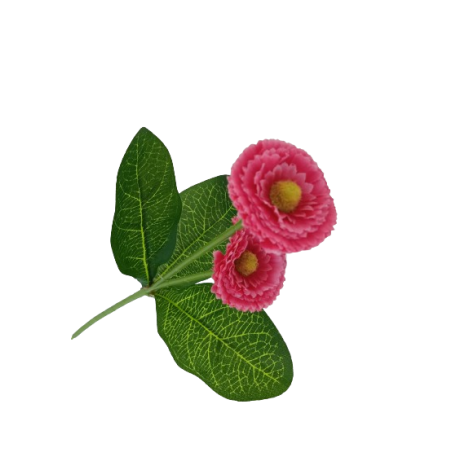 Bellis, 6 barev