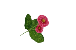 Bellis tm. růžový 31 cm