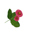 Bellis, 6 barev