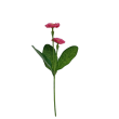 Bellis, 6 barev