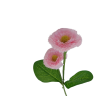 Bellis, 6 barev