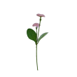 Bellis, 6 barev