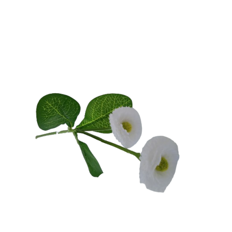Bellis, 6 barev