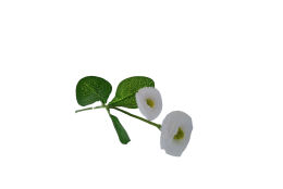 Bellis krémový 31 cm