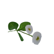 Bellis, 6 barev