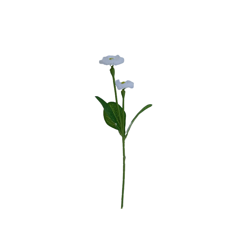 Bellis, 6 barev