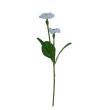 Bellis, 6 barev