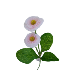 Bellis bílo-růžový 31 cm
