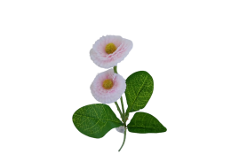 Bellis bílo-růžový 31 cm
