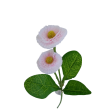 Bellis, 6 barev