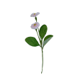 Bellis, 6 barev