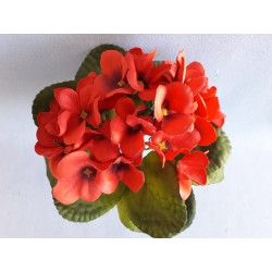 Fialka červená 20 cm