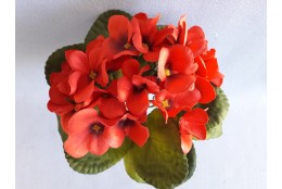Fialka červená 20 cm