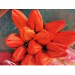 Tulipán pugét, 6 barev