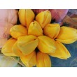 Tulipán pugét, 6 barev