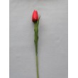 Tulipán pugét, 6 barev