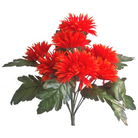 Gerbera kyrtice