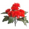 Gerbera kyrtice
