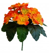 Primule Prvosenka oranžová 23 cm