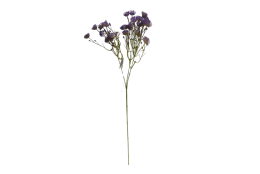Kytička drobnokvětá fialová 65 cm