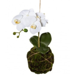 Orchidej závěsná kokedam 44 cm