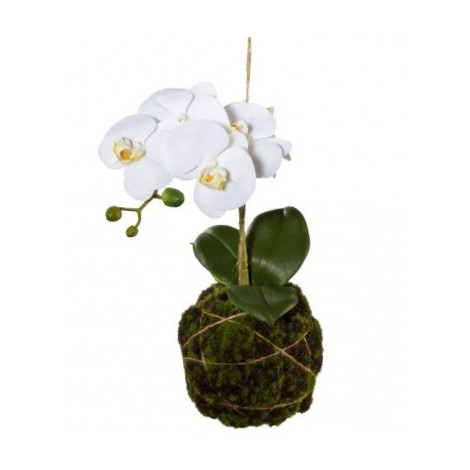 Orchidej