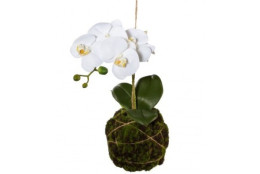 Orchidej závěsná kokedam 44 cm