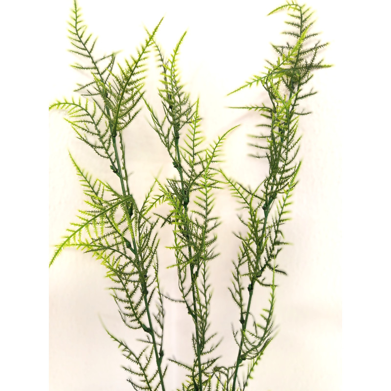 Asparagus
