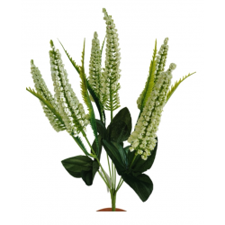 Vřes Erica krémová 38 cm