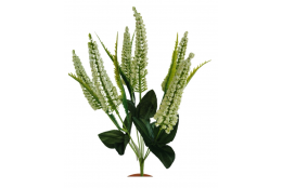 Vřes Erica krémová 38 cm