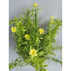 Tráva dekorační rozmarýn