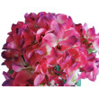 Hortenzie kytice, 6 barev