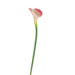 Kala sv. růžová 70 cm