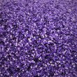 Glitr fialový hrubší 4342-832