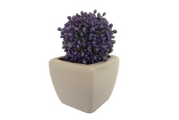 Česnek lila květ v květináči 9 cm