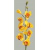 Orchidej