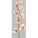 Orchidej Cybidium krémovo-růžová 90 cm